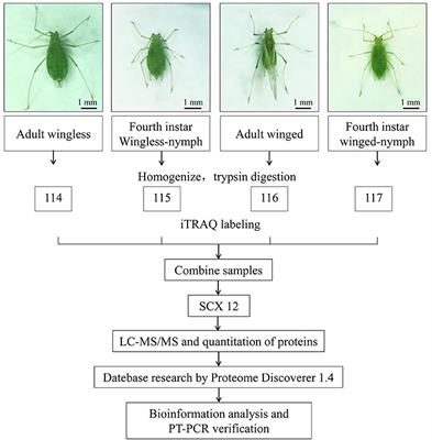 iTRAQ-Based Comparative Proteomic Analysis Reveals Molecular Mechanisms Underlying Wing Dimorphism of the Pea Aphid, Acyrthosiphon pisum